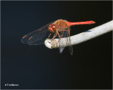 Autumn Meadowhawk