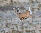  White tailed Deer