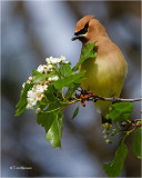  Cedar Waxwing