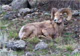  Bighorn Sheep