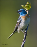 Lazuli Bunting
