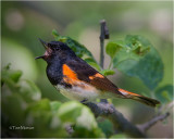 American Redstart