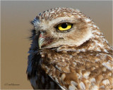 Burrowing Owl