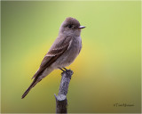  Western Wood-Pewee