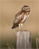  Burrowing Owl 