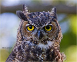  Great Horned Owl