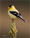 American Goldfinch