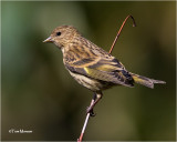 Pine Siskin