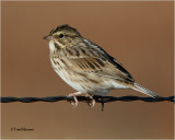 Savannah Sparrow