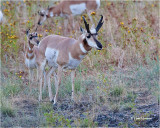 Pronghorn Antelope