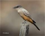 Say's Phoebe