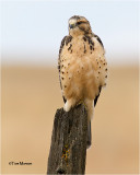 Swainsons Hawk (Juvenile)