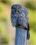    Great Gray Owl