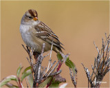  White-crowned Sparrow  (Juvenile)