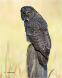  Great Gray Owl