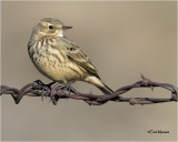  American Pipit 