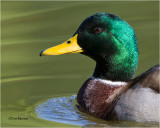  Mallard (drake)