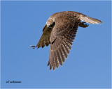  Prairie Falcon