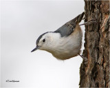 White-breasted Nuthatch