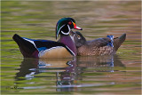  Wood Ducks