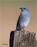  Mountain Bluebird