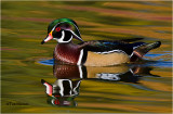  Wood Duck