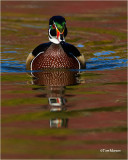  Wood Duck