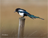 American Magpie