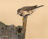American Pipit