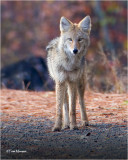  Coyote (yearling)