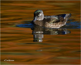  Wood Duck (hen)