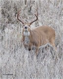  White-tailed Deer