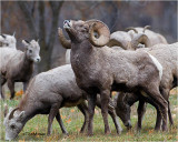  Bighorn Sheep 