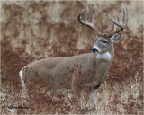  White-tailed Deer