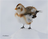  Snow Bunting