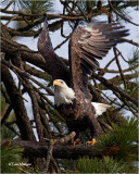  Bald Eagle