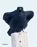  Common Raven