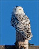 Snowy Owl