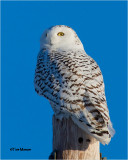 Snowy Owl