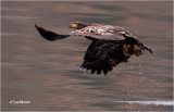  Bald Eagle  (Immature)