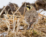 Horned Lark