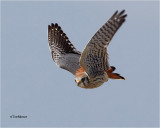  American Kestrel 