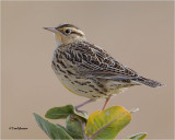  Western Meadowlark 