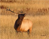  Elk 