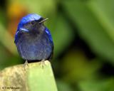 Large Niltava ( male)