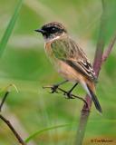 Siberian Stonechat