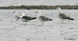 Brown-headed Gull, Heuglinns gull, Heuglinns Gull and Pallass Gull