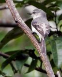 Ashy Minivet  (female)