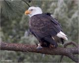 Bald Eagle