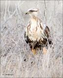 Rough-legged Hawk